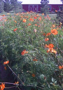 Orange Cosmos out on the farm.